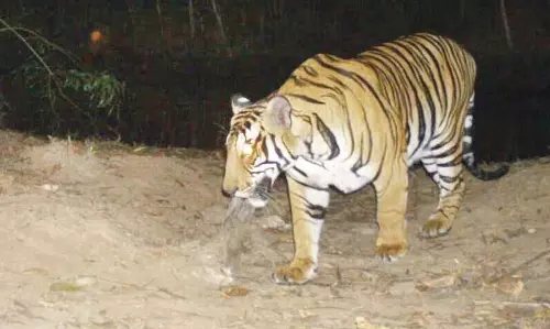 स्थानीय जंगलों में बाघ के दिखने के बाद Adilabad क्षेत्र के किसान हाई अलर्ट पर स्थानीय जंगलों में बाघ के दिखने के बाद Adilabad क्षेत्र के किसान हाई अलर्ट पर