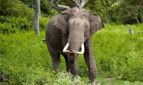 Assam : नागांव में हाथी ने नाबालिग लड़के को कुचलकर मार डाला
