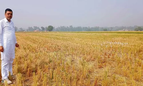 Haryana :  सिरसा के किसान पराली जलाने से बचने के लिए टिकाऊ तरीके अपना रहे