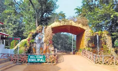 Odisha: सिमिलिपाल में जमुना का साथ देंगे पांच और बाघ