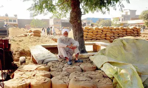 Punjab: धान की पैदावार में प्रति हेक्टेयर 3 क्विंटल की गिरावट Punjab: धान की पैदावार में प्रति हेक्टेयर 3 क्विंटल की गिरावट