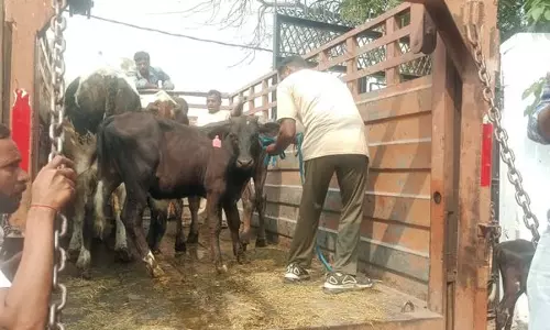 Haryana : एमसी ने जगाधरी के यमुनानगर में 34 आवारा पशु पकड़े Haryana : एमसी ने जगाधरी के यमुनानगर में 34 आवारा पशु पकड़े