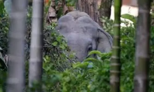 Assam में हाथियों को भगाने के दौरान वन रक्षकों की गोलीबारी में एक नाबालिग और एक महिला घायल