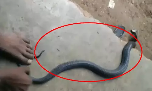 जिस कोबरा सांप को पकड़ा...उसी ने सपेरे को डसा...खेलना पड़ गया भारी