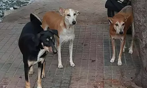 Narsampet में पागल कुत्ते के हमले में 10 लोग घायल Narsampet में पागल कुत्ते के हमले में 10 लोग घायल