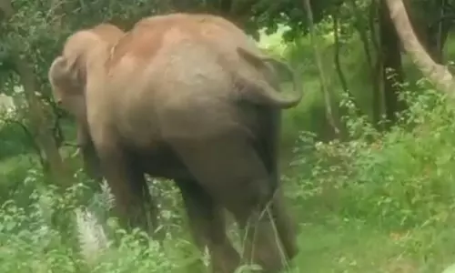 Chandil: जंगली हाथियों का उत्पात, दुकान क्षतिग्रस्त कर खाया अनाज Chandil: जंगली हाथियों का उत्पात, दुकान क्षतिग्रस्त कर खाया अनाज