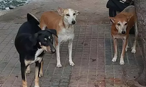 Narsampet में पागल कुत्ते के हमले में 10 लोग घायल