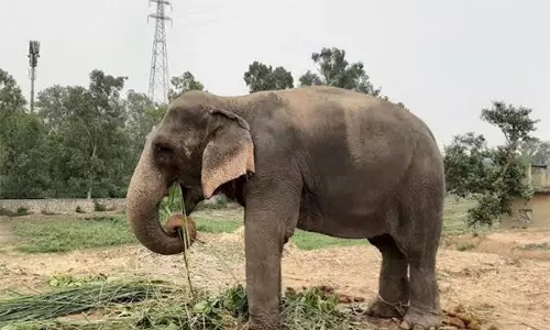 Bandhavgarh टाइगर रिजर्व में हाथियों की मौत से मरने वालों की संख्या बढ़कर आठ हुई, जांच जारी