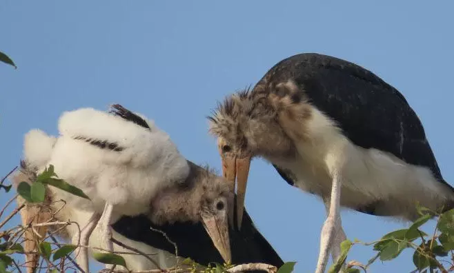 साफ-सफाई करने वाला पक्षी नजर आया छत्तीसगढ़ में