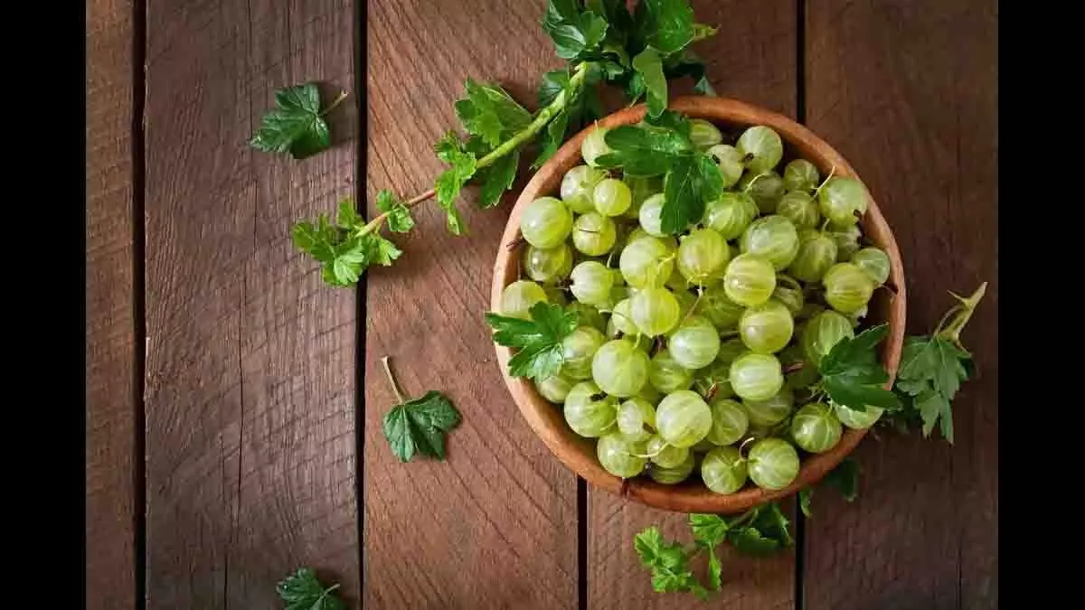 Benefits of Amla: खाली पेट खाएं आंवला, मिलेंगे ये कमाल के स्वास्थ्य  लाभ