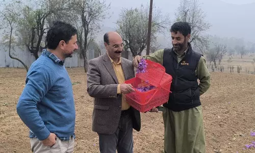 कृषि विभाग नए क्षेत्रों में केसर की खेती शुरू करने के लिए काम कर रहा है: Director