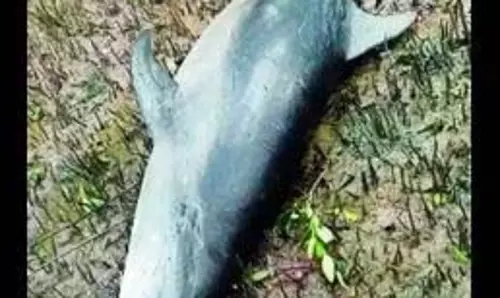 ओडिशा के केंद्रपाड़ा में बॉटलनोज़ डॉल्फ़िन का शव समुद्र तट पर मिला