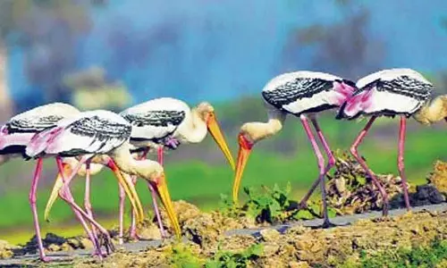 Punjab: पराली जलाने की बढ़ती घटनाएं 12 अभयारण्यों में वन्यजीवों के लिए खतरा पैदा करती