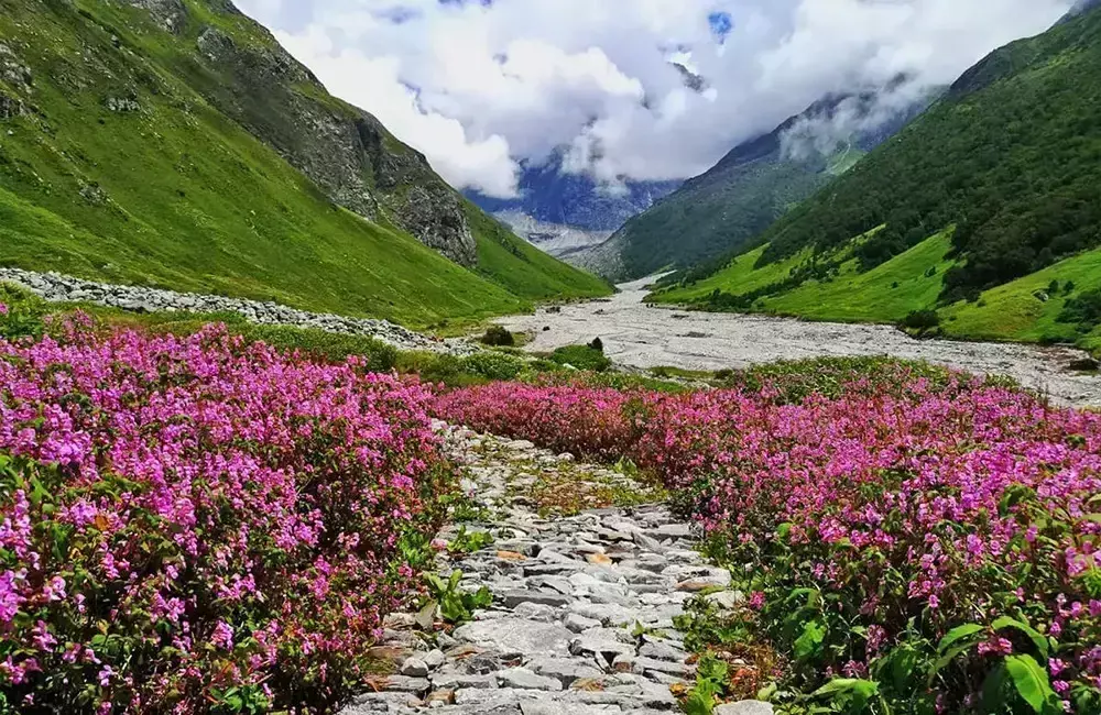 Chamoli: पर्यटकों के लिए बंद हुई फूलों की घाटी, 19 हजार से अधिक लोगों ने किया दीदार Chamoli: पर्यटकों के लिए बंद हुई फूलों की घाटी, 19 हजार से अधिक लोगों ने किया दीदार
