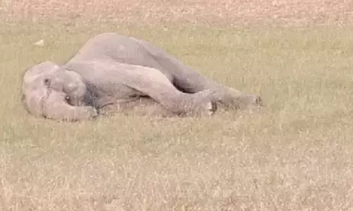 Bhopal: बांधवगढ़ नेशनल पार्क में 8 हाथियों की मौत से मचा हड़कंप