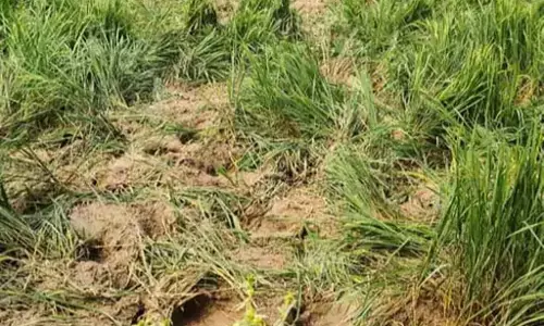 रायगढ़: हाथियों का उत्पात, फसल बर्बाद