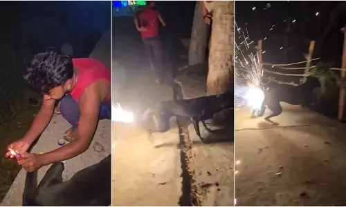 VIDEO: बदमाशों ने कुत्ते की पूंछ पर पटाखे बांधकर जलाए, फिर जो हुआ... VIDEO: बदमाशों ने कुत्ते की पूंछ पर पटाखे बांधकर जलाए, फिर जो हुआ...