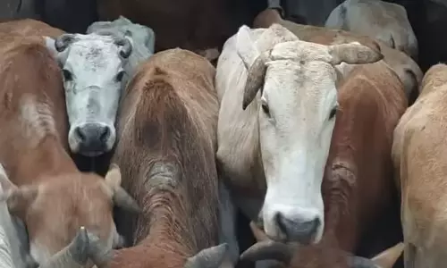 Assam : डेमो के पास किसानों से 12 मवेशी चोरी; पुलिस चोरी की घटना की जांच