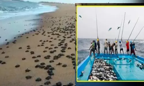 ओलिव रिडले कछुओं के प्रजनन के मौसम से पहले Odisha के विभिन्न तटों पर मछली पकड़ने पर प्रतिबंध