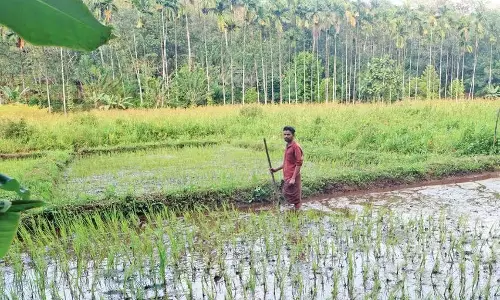 Thavalakkuzhippaadam: जंगल के बीचोबीच एक अलग-थलग आदिवासी गांव Thavalakkuzhippaadam: जंगल के बीचोबीच एक अलग-थलग आदिवासी गांव