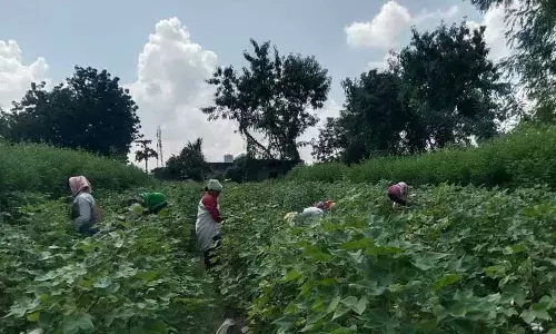 Telangana में कपास उत्पादक बेचैन हो रहे