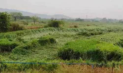 बेमौसम बारिश से Mancherial में खड़ी धान की फसल को नुकसान