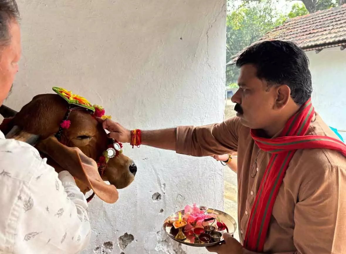 गृहमंत्री विजय शर्मा ने गौ माता को खिलाई खिचड़ी