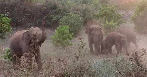 Chandil : जंगली हाथियों ने  कई गांवों में धान चट कर गए, खेत में लगी फसल को रौंदा