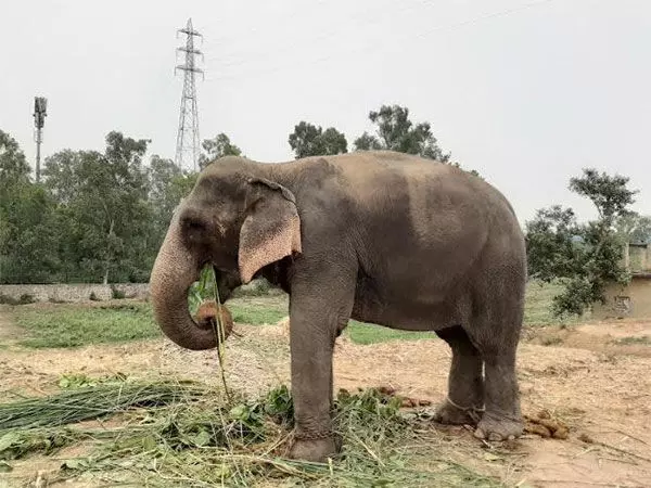 हाथियों की मौत की जांच, वरिष्ठ वन अधिकारियों के साथ बांधवगढ़ टाइगर रिजर्व पहुंचे MP के मंत्री