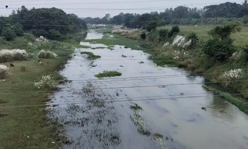 कुशाभद्रा का पानी जहरीला हो गया कुशाभद्रा का पानी जहरीला हो गया