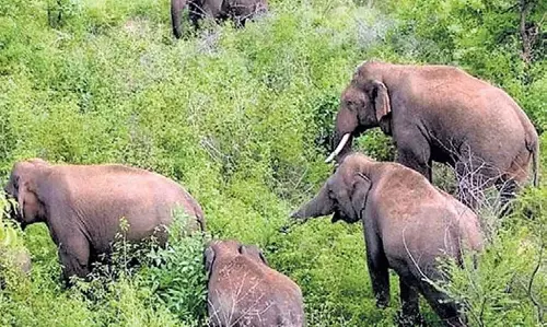 Bandhavgarh में हुई मौतों को लेकर कांग्रेस ने भाजपा उपचुनाव उम्मीदवार पर साधा निशाना