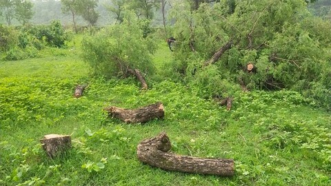 Haridwar: वन माफिया ने  रात के अंधेरे में काट लिए हरे भरे पेड़, वन विभाग बेखबर