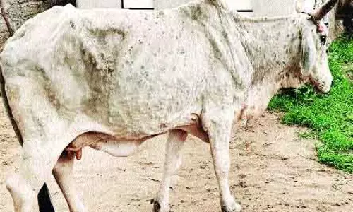 लंपी वायरस की चपेट में कई पशु, भिलाई में अलर्ट लंपी वायरस की चपेट में कई पशु, भिलाई में अलर्ट