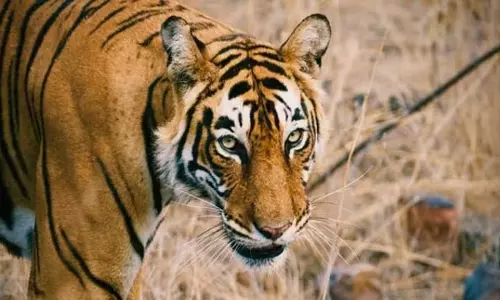जमुना द्वारा सूअर का शिकार किये जाने से STR अधिकारियों को राहत