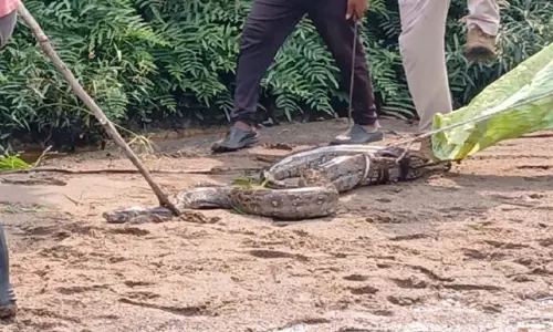 ओडिशा के दासपल्ला में Python ने बकरी को निगला, स्थानीय लोग डरे ओडिशा के दासपल्ला में Python ने बकरी को निगला, स्थानीय लोग डरे