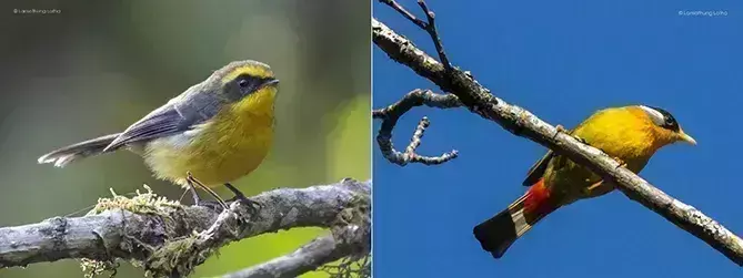 Arunachal: पक्षी दर्शन कार्यक्रम के प्रतिबिंब Arunachal: पक्षी दर्शन कार्यक्रम के प्रतिबिंब