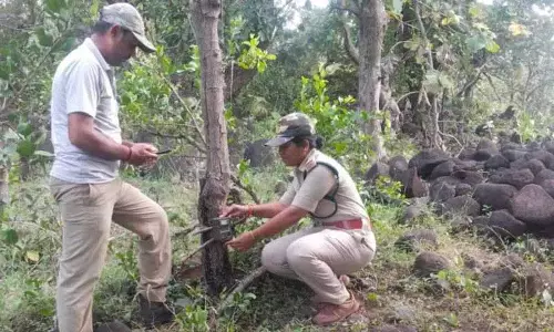 Nirmal: महाराष्ट्र से बाघ कुंतला जंगल में घुसा, दहशत का माहौल Nirmal: महाराष्ट्र से बाघ कुंतला जंगल में घुसा, दहशत का माहौल
