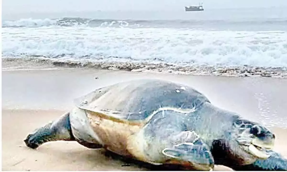 Olive Ridley कछुओं की सुरक्षा के लिए मछली पकड़ने पर प्रतिबंध लगाया गया