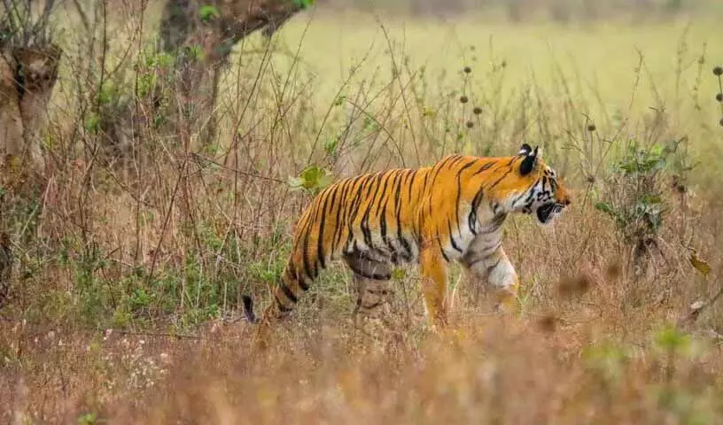 Asifabad बाघ मंचेरियल के वेमनापल्ली जंगलों में आया