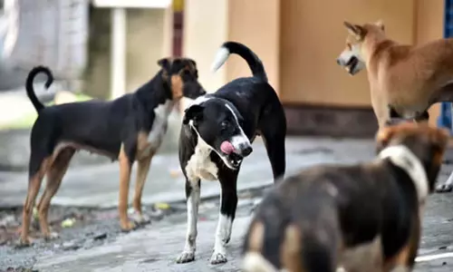 Tamil: धर्मपुरी स्टेडियम से आवारा कुत्तों को हटाया गया Tamil: धर्मपुरी स्टेडियम से आवारा कुत्तों को हटाया गया