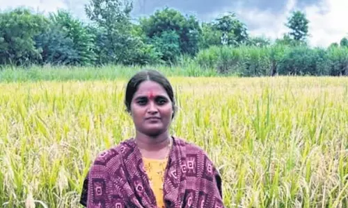 Chittoor के किसान की धान की फसल प्राकृतिक खेती के लाभों को दर्शाती