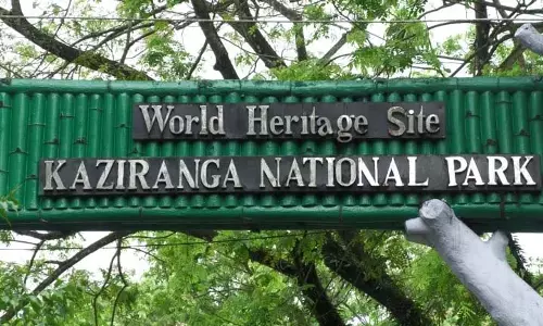 Kaziranga इस साल पर्यटन सीजन के पहले महीने में 65 लाख रुपये वसूले Kaziranga इस साल पर्यटन सीजन के पहले महीने में 65 लाख रुपये वसूले