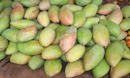 Andhra Pradesh: तोतापुरी आमों के निर्यात में रुझान