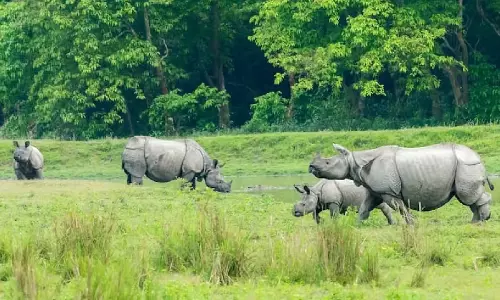 Assam : काजीरंगा ने इस साल पर्यटन सीजन के पहले महीने में 65 लाख रुपये की कमाई की Assam : काजीरंगा ने इस साल पर्यटन सीजन के पहले महीने में 65 लाख रुपये की कमाई की