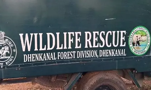 Shocking: नरसिंहपुर के जंगल में हाथी पर तीर से हमला