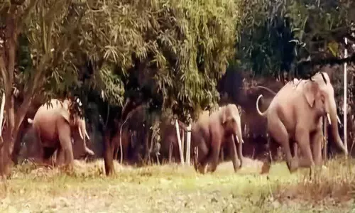 उत्तराखंड से आए हाथी Nahan के पास देखे गए