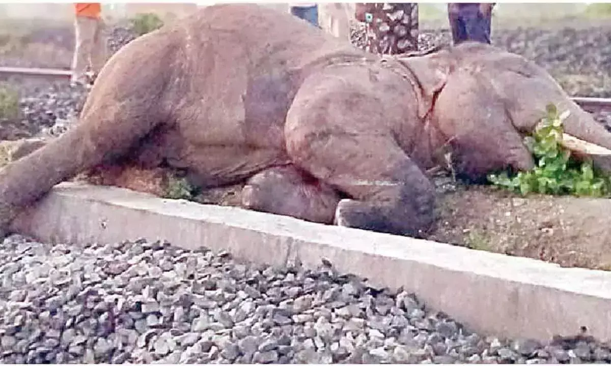 मालगाड़ी की चपेट में आने से Jumbo की मौत मालगाड़ी की चपेट में आने से Jumbo की मौत