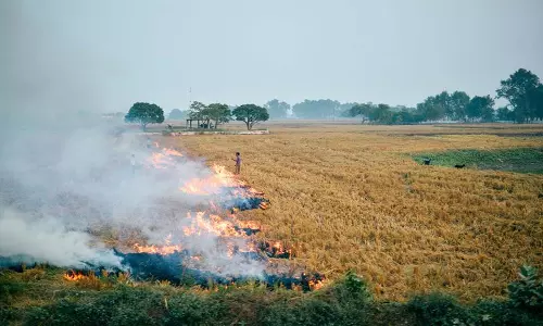 Punjab में खेतों में आग लगाने की घटनाएं 216 नए मामलों के बाद 4,000 के पार