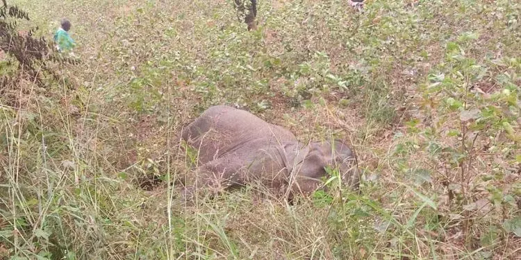 Odisha वन मंत्री ने 50 जंगली जानवरों की अप्राकृतिक मौतों की जांच के आदेश दिए