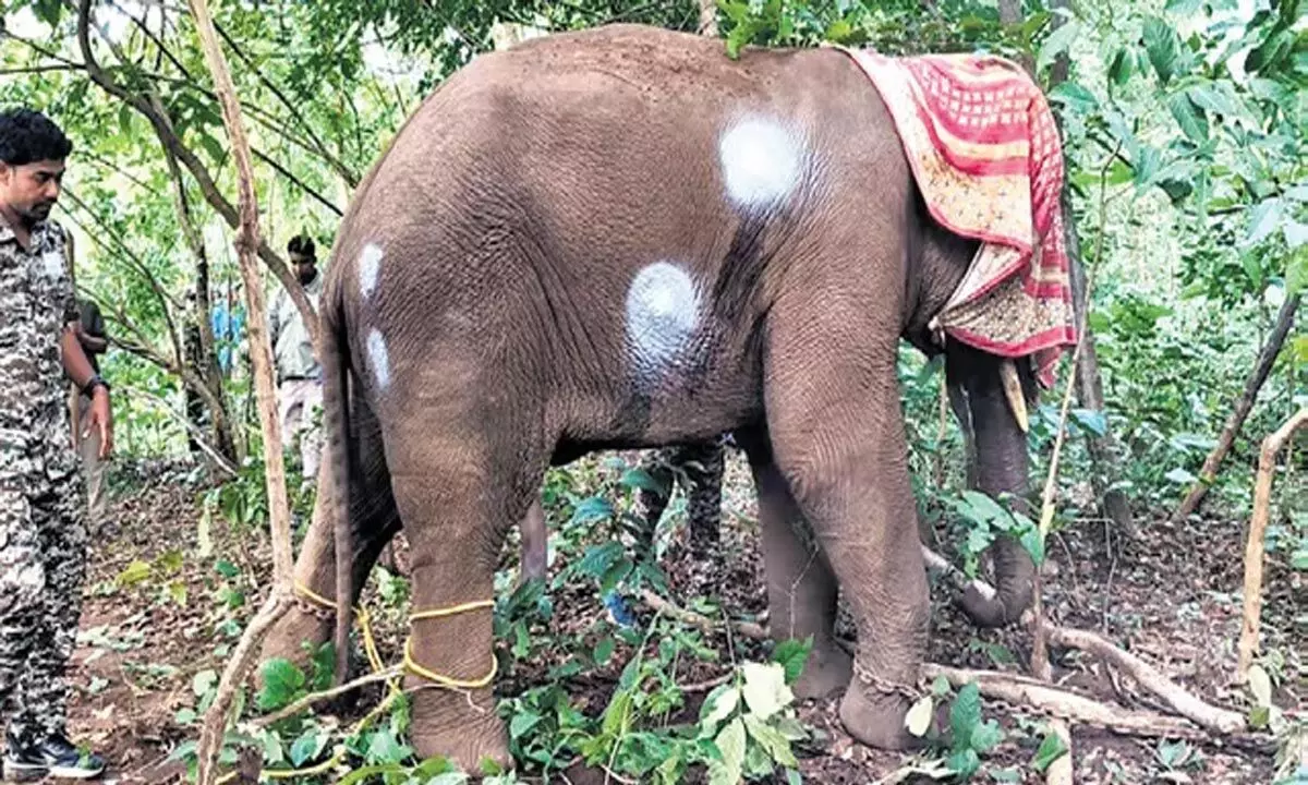 Odisha: ओडिशा के कोकराझार में घायल हाथी मिला, शरीर पर तीरों के कई घाव